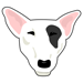 English Bull Terrier